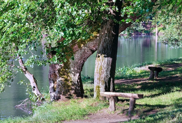 Letni widok na jezioro z dużym drzewem i ławkami?