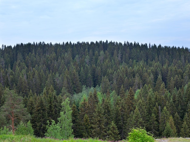 Letni widok na zielone lasy w Karelii