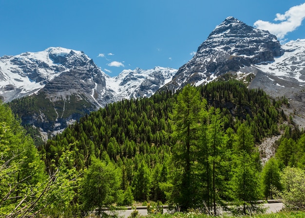 Letni widok z alpejskiej drogi Stelvio Pass z lasem jodłowym i śniegiem na szczytach Alp, Włochy