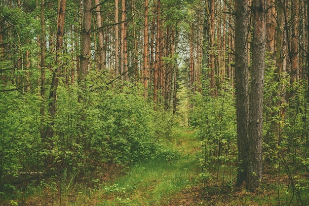 Letni zielony las z sosnami naturalnym odkrytym sezonowym tłem