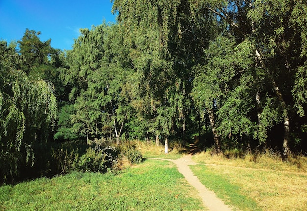 Letni zielony park drzew krajobraz tło