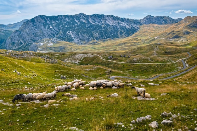 Letnia góra Park Narodowy Durmitor Czarnogóra Droga panoramiczna Durmitor Przełęcz Sedlo