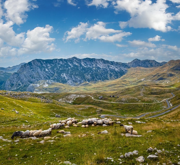 Letnia góra Park Narodowy Durmitor Czarnogóra Droga panoramiczna Durmitor Przełęcz Sedlo
