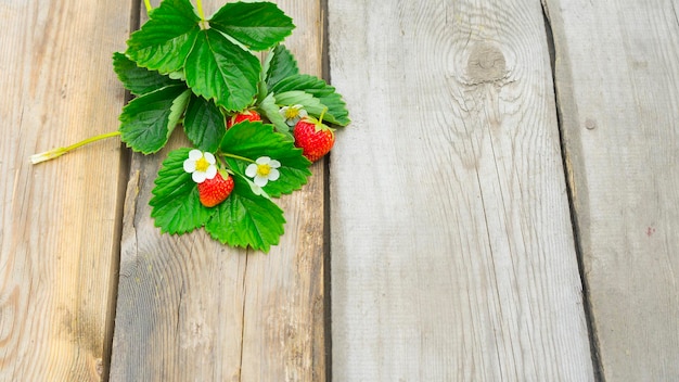 Zdjęcie letnia kompozycja z truskawkami truskawkowymi liśćmi i truskawkowymi kwiatami