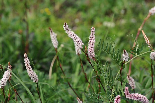 Letnia łąka - kwitnący Polygonum viviparum