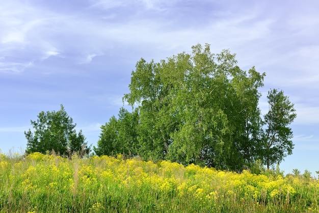 Letnia łąka pod błękitnym pochmurnym niebem Jasnożółte kwiaty wśród gęstej trawy