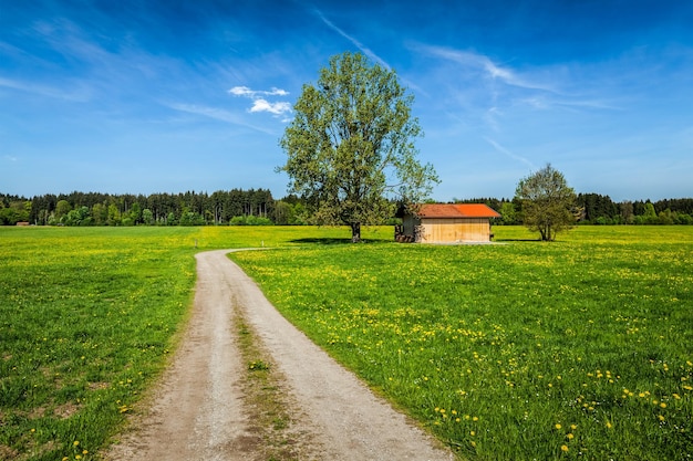 Letnia łąka