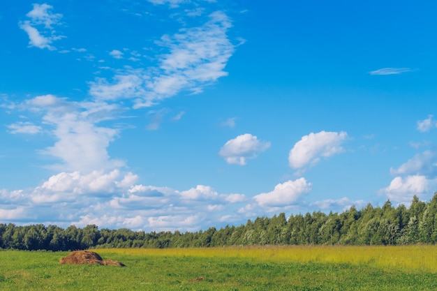 Letnia trawa polna z sianem w środku. Łąka malowniczy letni krajobraz z chmurami na tle błękitnego nieba cudowny widok. Zielona łąka wsi pień fotografia.