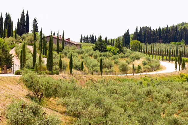 Letnia wycieczka do winnic i cyprysów. Widok na zielone i żółte wzgórza w Toskanii we Włoszech.