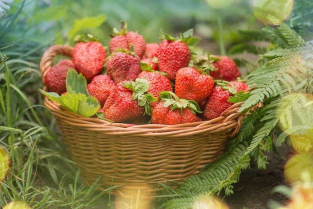 Letnia żywność dla poziomek Truskawki rosnące w środowisku naturalnym