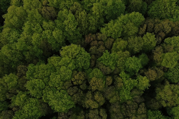 Letnie Ciepłe światło Słoneczne Las Widok Z Lotu Ptaka