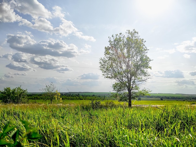 letnie drzewo w zielonym polu Zdjęcie wysokiej jakości
