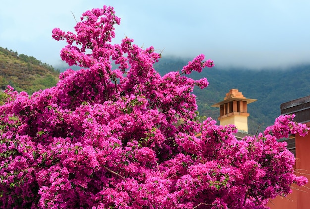 Letnie fioletowe kwiaty bugenwilli w Riomaggiore Cinque Terre