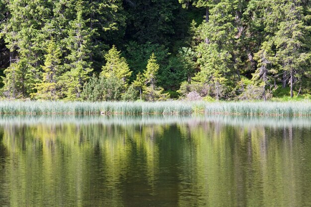 Letnie górskie jezioro Marichejka i odbicie lasu jodłowego (Ukraina, grzbiet Czarnogóry, Karpaty)