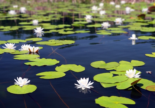 Letnie jezioro z kwiatami lilii wodnej