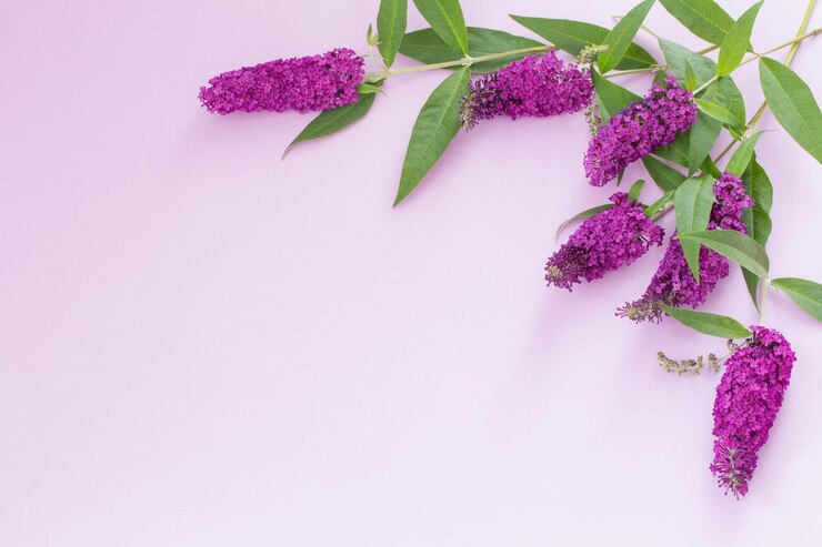 Zdjęcie letnie kwiaty liliowe na fioletowym tle papieru
