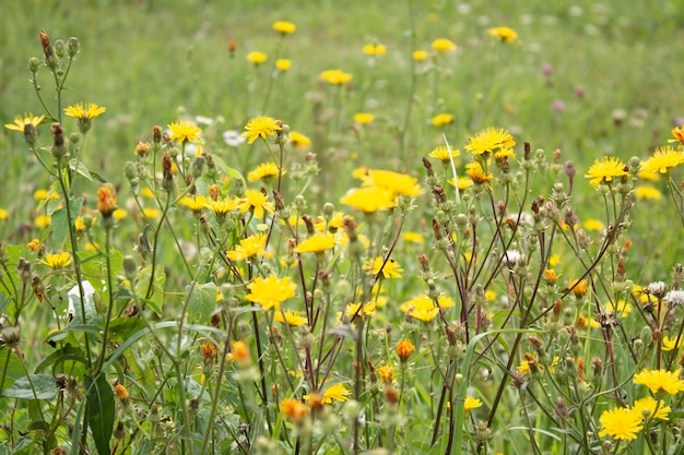 Letnie pole z trawą i kwiatami artystyczne częściowe skupienie i rozmyte tło