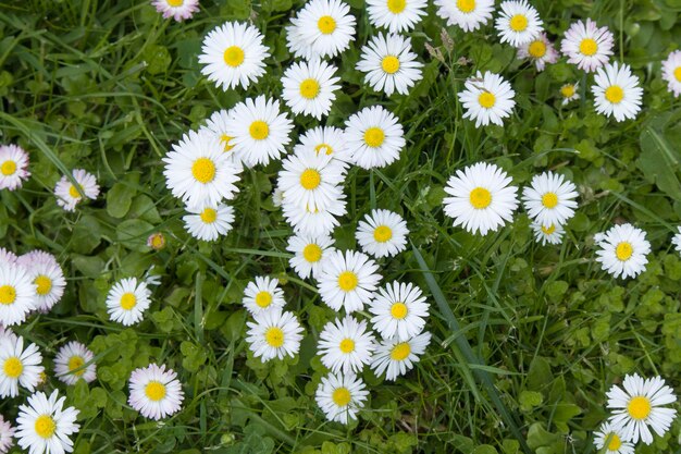 Letnie pole z trawą i kwiatami małe stokrotki artystyczne częściowe skupienie i rozmyte tło