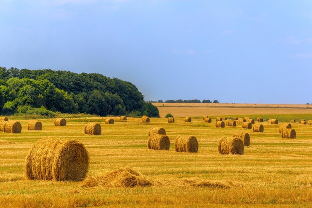 Letnie pole ze słomą koszoną w świetle dziennym