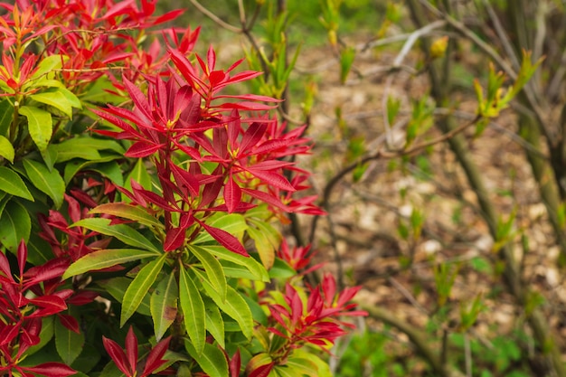 Letnie Tło świeżego Nowego Jasnoczerwonego Wiosennego Wzrostu Pieris Japonica, Znanego Również Jako Płomień Lasu Lub Roślina Lilly Of The Valley