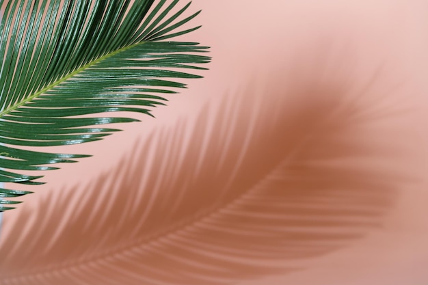 Letnie zielone liście palmy kokosowej i cień Wolne miejsce na dekorację i koralowe tło