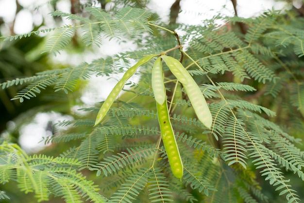 Leucaena leucocepphala