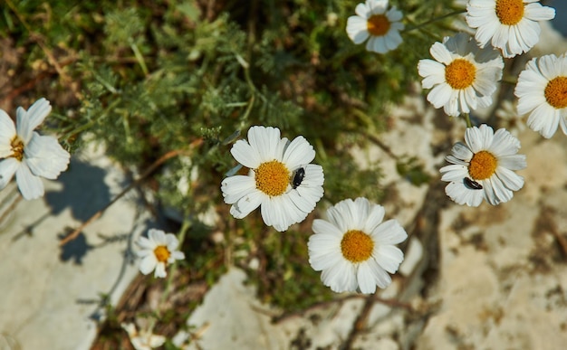 Leucanthemum kurilense