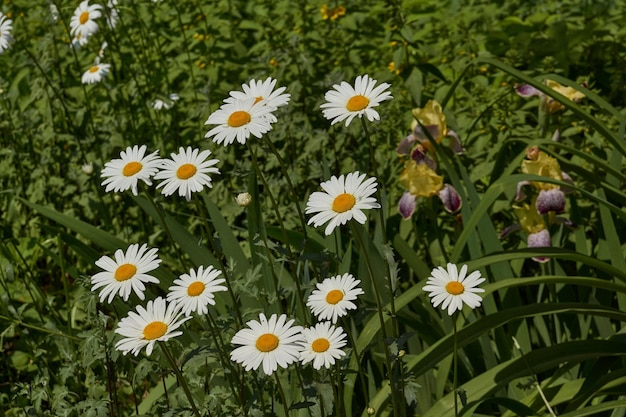 Leucanthemum kwitnie na trawniku w ogrodzie