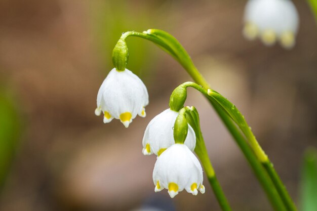 Leucojum