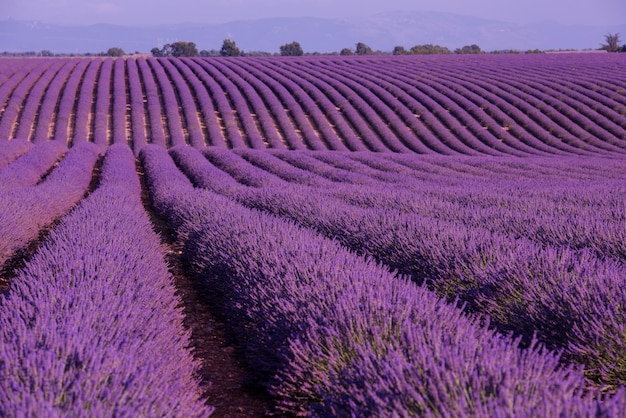 levender field fioletowe aromatyczne kwiaty w pobliżu valensole w prowansji we francji