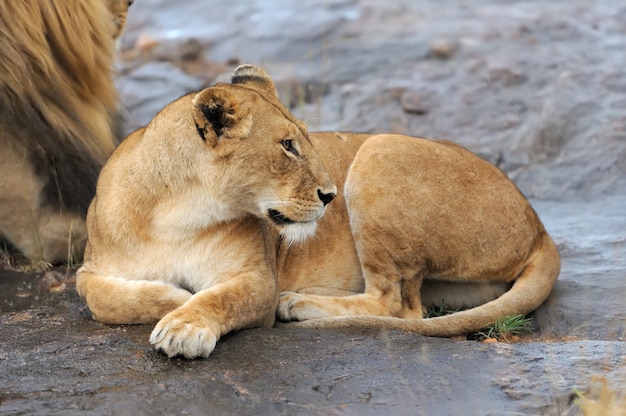 Zdjęcie lew afrykański w parku narodowym republiki południowej afryki