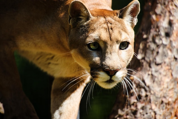 Lew Górski Puma Portret