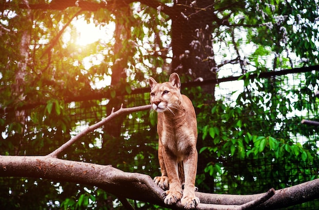 Lew górski puma portret