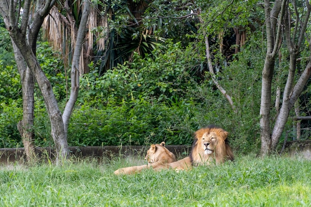 Lew I Lwica Siedzą Na Trawie Zoo Meksyk