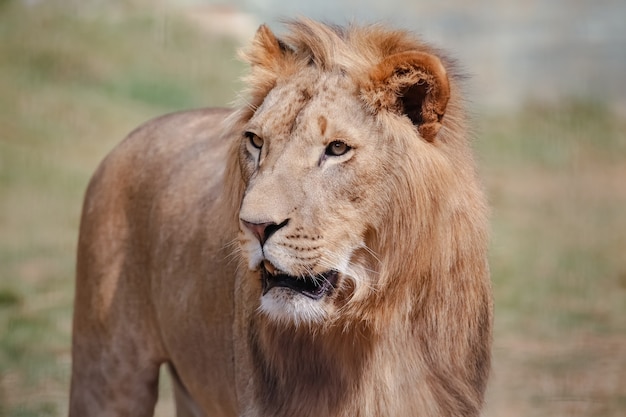 Lew jest gatunkiem mięsożernych ssaków z rodzaju Panthera i rodziny Felidae