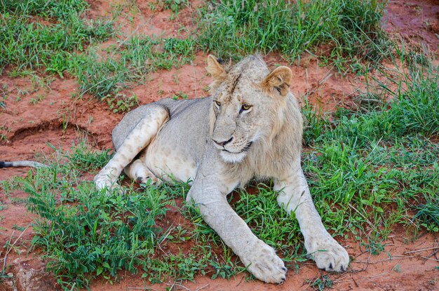 Lew leżący na czerwonej ziemi w parku narodowym Tsavo East, Kenia afryka