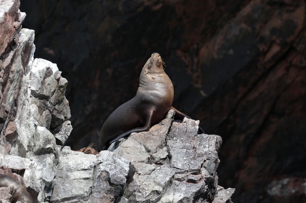 Lew Morski (otaria Flavescens)