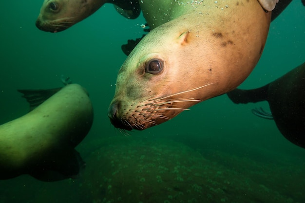 Lew morski pływający pod wodą na Oceanie Spokojnym