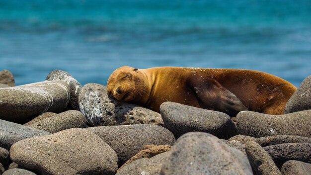 Lew Morski Z Galapagos Zalophus Wollebaeki Leżący Na Skale, Tło Oceanu