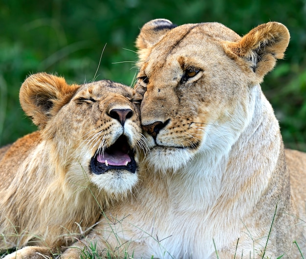 Lew Na Afrykańskiej Sawannie Masai Mara