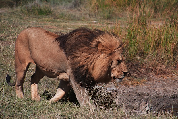 Lew na safari w Kenii i Tanzanii w Afryce