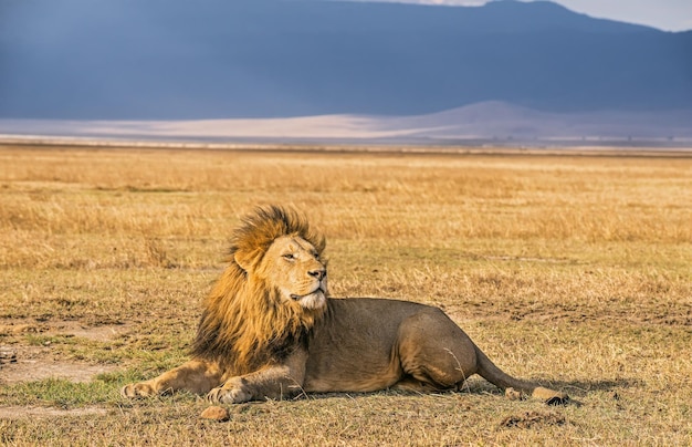 Lew Odpoczywający W Kraterze Ngorongoro