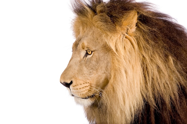 Lew, Panthera Leo Na Bielu Odizolowywającym