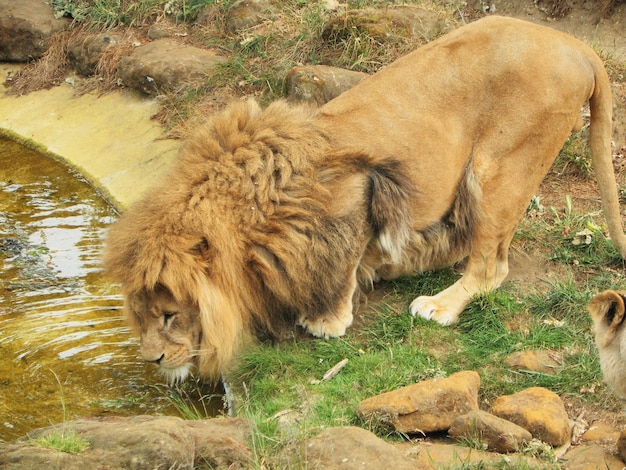 Zdjęcie lew pije wodę z stawu w lesie