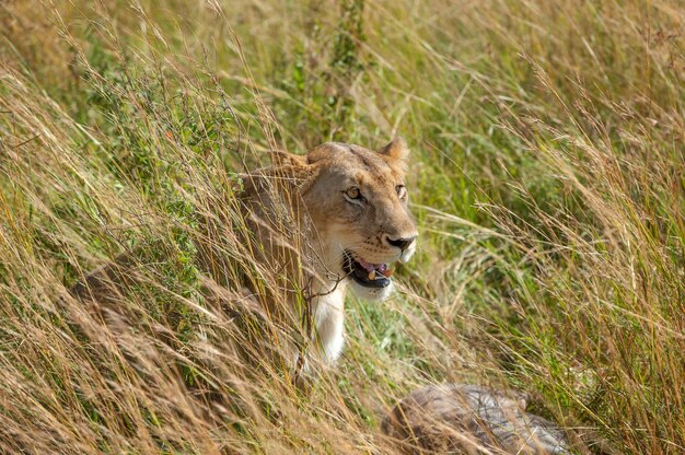 Lew w Parku Narodowym Kenii, Afryka