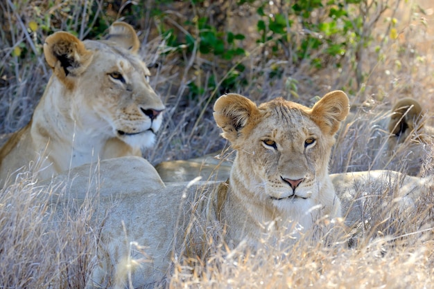 Lew W Parku Narodowym Kenii W Afryce
