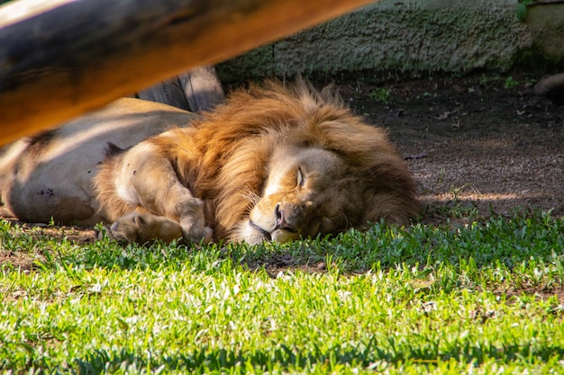 Zdjęcie lew w pomerode zoo w santa catarina, brazylia
