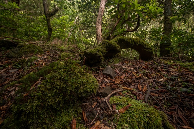 Lewada z Caldeirao Verde