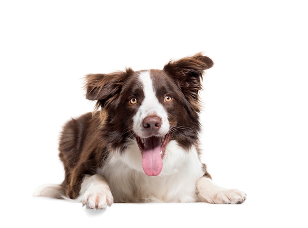 Leżąc Border Collie dysząc, na białym tle