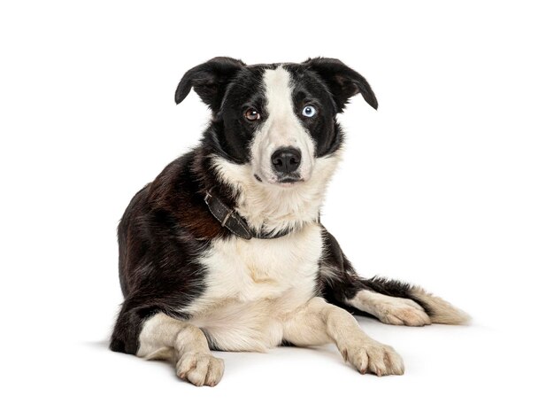 Leżący czarno-biały pies rasy border collie na białym tle